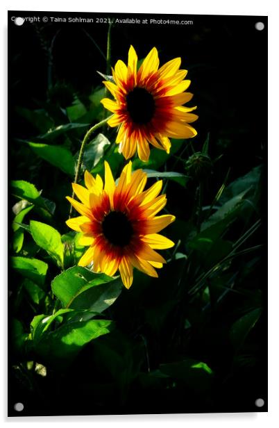 Two Yellow Rudbeckia Flowers in Morning Sunlight Acrylic by Taina Sohlman