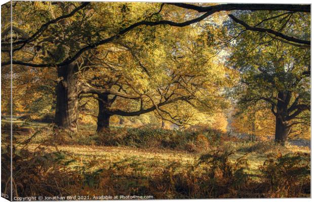 Through the Oak Boughs Canvas Print by Jonathan Bird