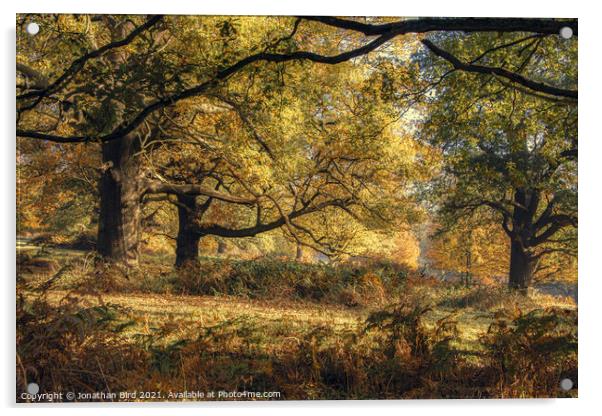 Through the Oak Boughs Acrylic by Jonathan Bird