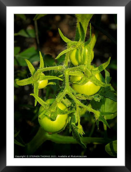 Young Tomatoes Framed Mounted Print by STEPHEN THOMAS