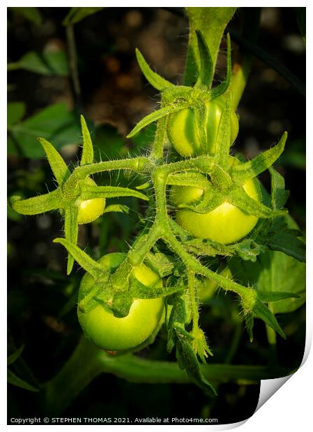 Young Tomatoes Print by STEPHEN THOMAS