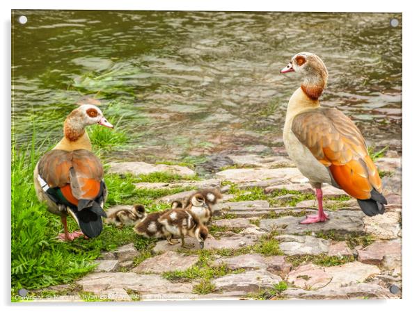Egyptian Geese Family Adventure Acrylic by Margaret Ryan