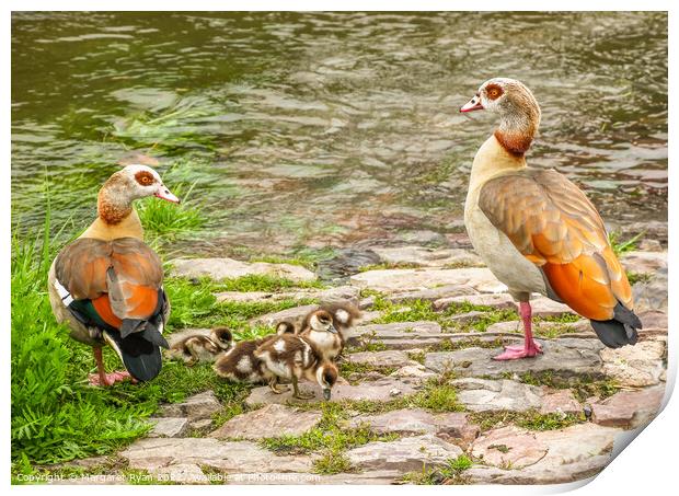 Egyptian Geese Family Adventure Print by Margaret Ryan