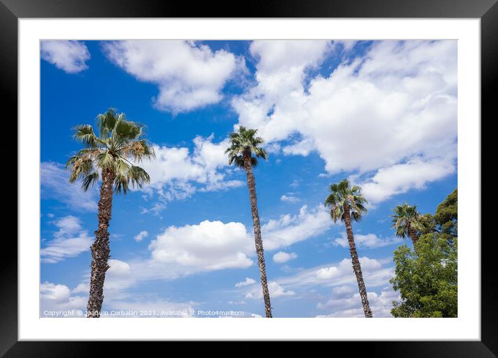 Tropical palm trees in the background of a blue sky with summery Framed Mounted Print by Joaquin Corbalan