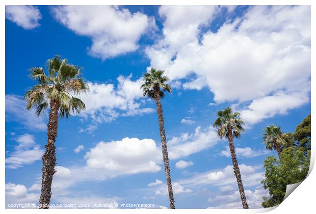 Tropical palm trees in the background of a blue sky with summery Print by Joaquin Corbalan
