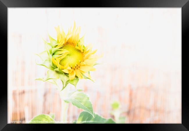 A garden dwarf sunflower with a diaphanous background Framed Print by Joaquin Corbalan