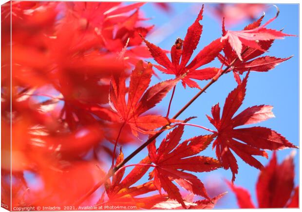 Fiery Autumn Colour: Red Maple Leaves Canvas Print by Imladris 
