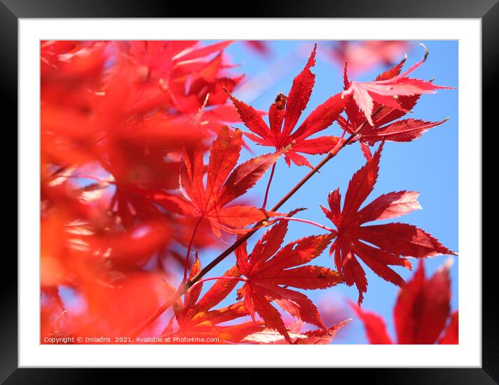 Fiery Autumn Colour: Red Maple Leaves Framed Mounted Print by Imladris 
