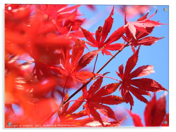 Fiery Autumn Colour: Red Maple Leaves Acrylic by Imladris 