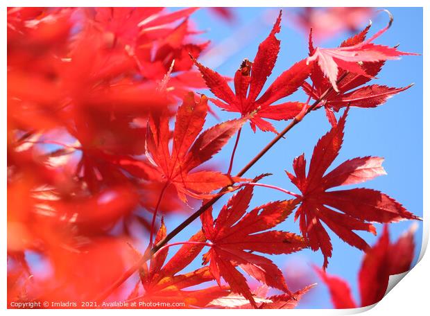 Fiery Autumn Colour: Red Maple Leaves Print by Imladris 