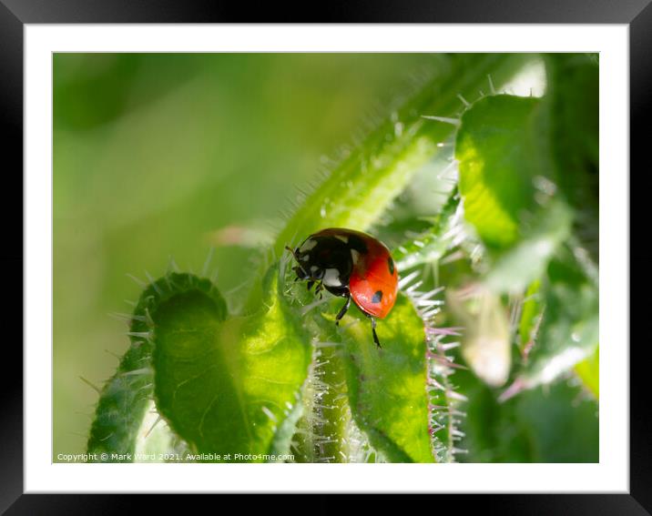 Ladybird on the Hunt. Framed Mounted Print by Mark Ward