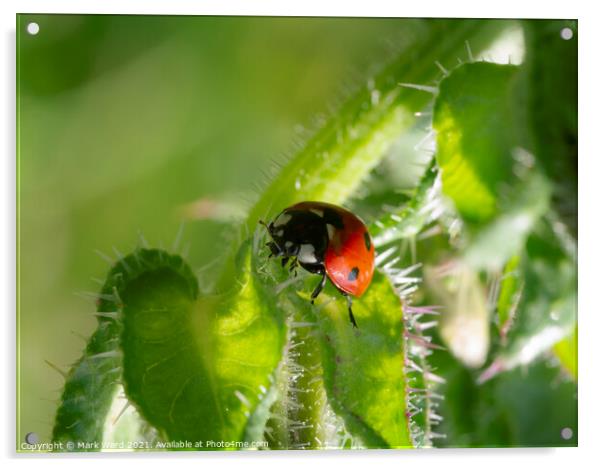 Ladybird on the Hunt. Acrylic by Mark Ward