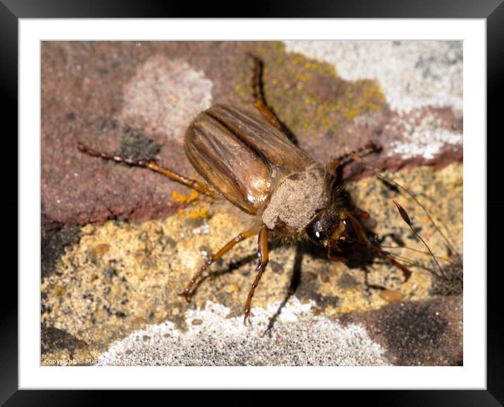Maybug Beetle. Framed Mounted Print by Mark Ward