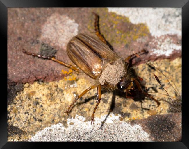 Maybug Beetle. Framed Print by Mark Ward