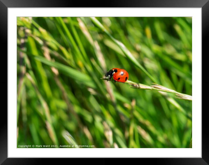 Ladybird on a Grass Tip Framed Mounted Print by Mark Ward