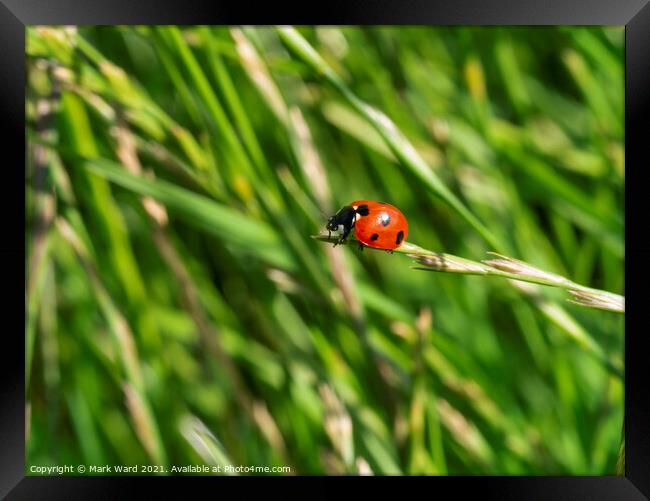 Ladybird on a Grass Tip Framed Print by Mark Ward