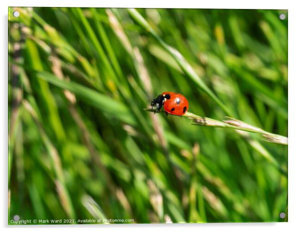 Ladybird on a Grass Tip Acrylic by Mark Ward