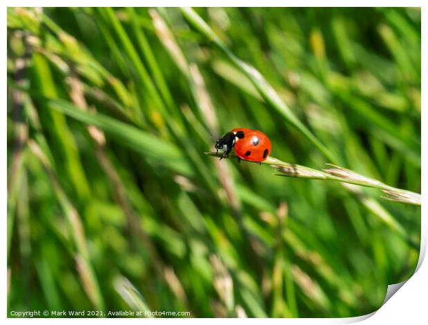 Ladybird on a Grass Tip Print by Mark Ward