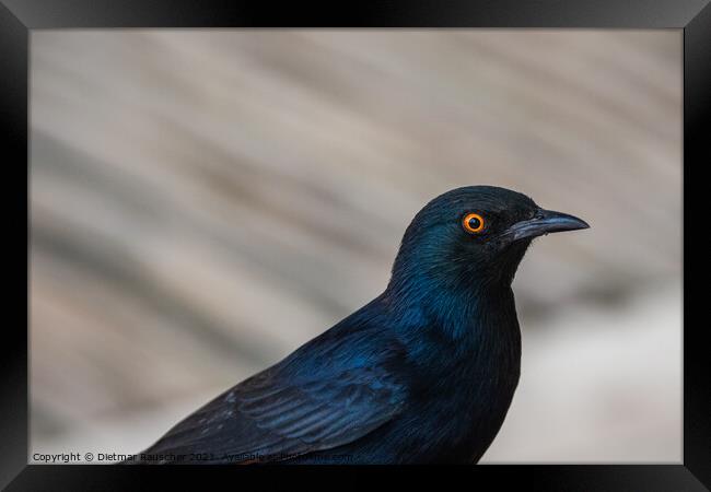 Pale Winged Starling, a Black Bird with Orange Eyes in Namibia C Framed Print by Dietmar Rauscher