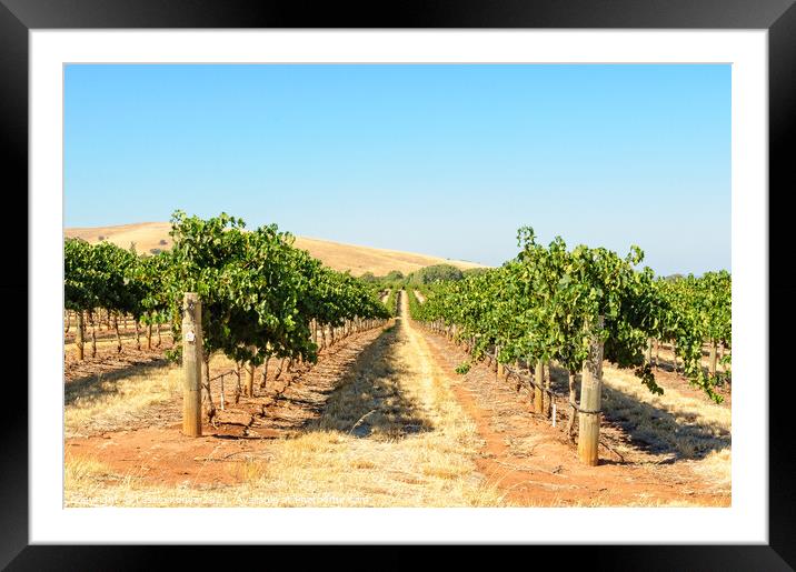 Vineyard - Barossa Valley Framed Mounted Print by Laszlo Konya