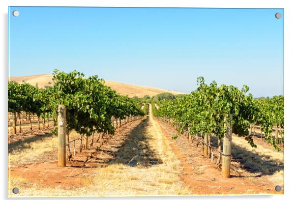 Vineyard - Barossa Valley Acrylic by Laszlo Konya