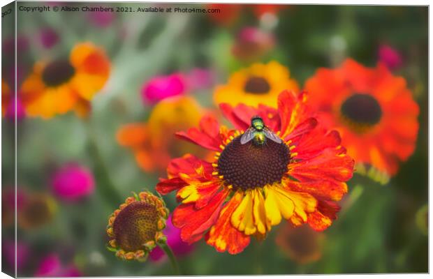 Fly on Helenium Flower Canvas Print by Alison Chambers