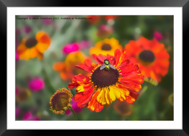 Fly on Helenium Flower Framed Mounted Print by Alison Chambers
