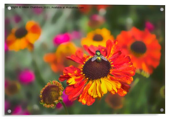 Fly on Helenium Flower Acrylic by Alison Chambers