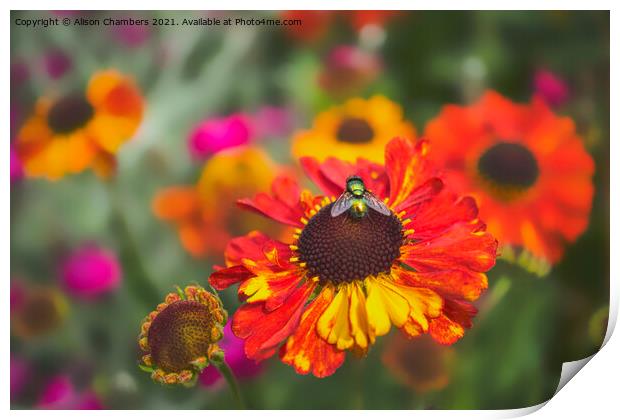 Fly on Helenium Flower Print by Alison Chambers