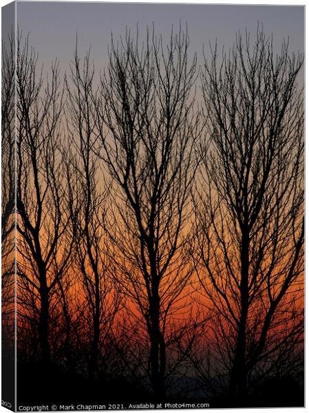 Poplar tree sunset Canvas Print by Photimageon UK