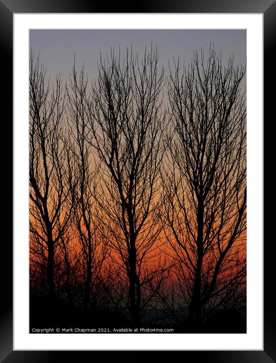 Poplar tree sunset Framed Mounted Print by Photimageon UK