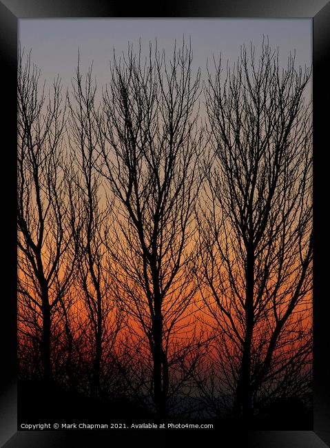 Poplar tree sunset Framed Print by Photimageon UK