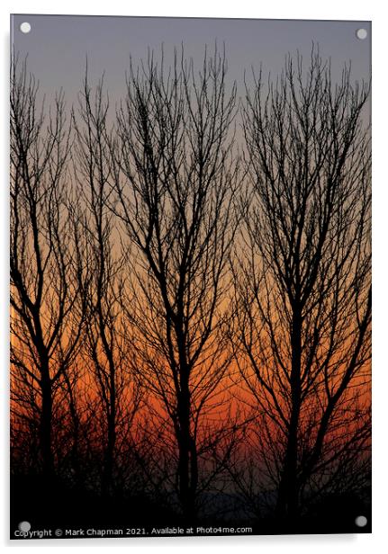 Poplar tree sunset Acrylic by Photimageon UK