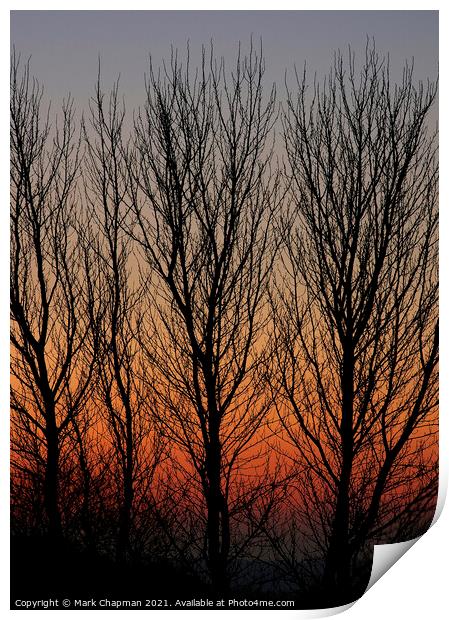 Poplar tree sunset Print by Photimageon UK