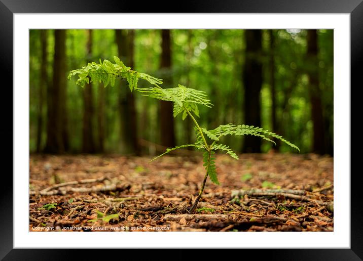 Forest Ballerina Framed Mounted Print by Jonathan Bird