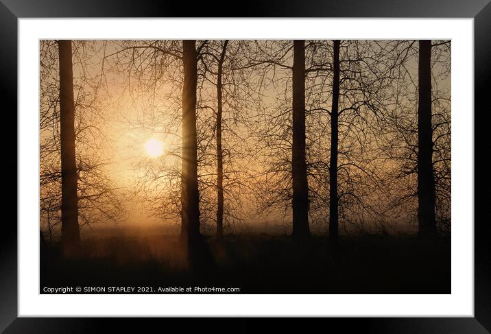 TREES SILHOUETTED ON A MISTY SPRING MORNING SUNRISE Framed Mounted Print by SIMON STAPLEY