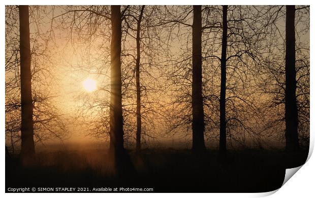 TREES SILHOUETTED ON A MISTY SPRING MORNING SUNRISE Print by SIMON STAPLEY