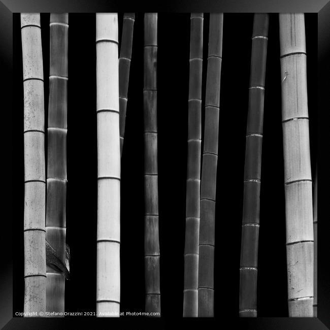 Bamboo, Study I (2010) Framed Print by Stefano Orazzini