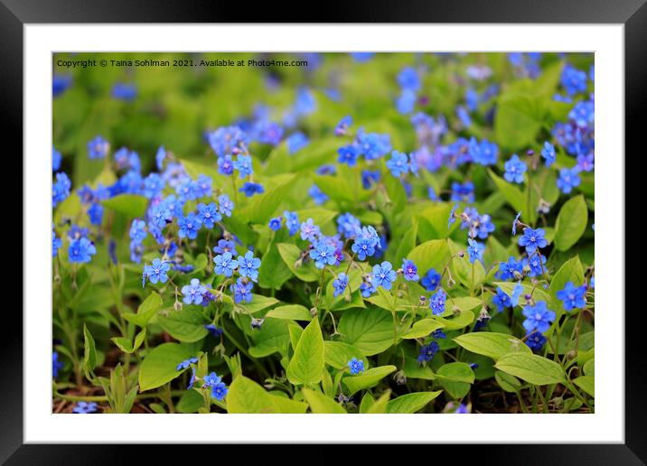 Blue Flowers of Omphalodes Verna Framed Mounted Print by Taina Sohlman