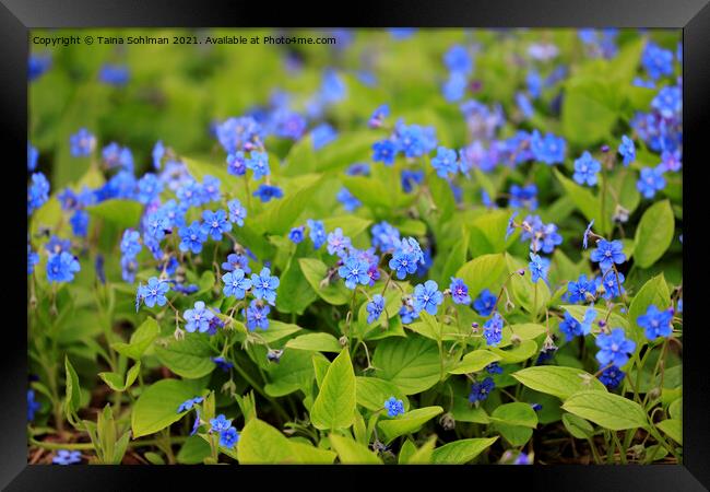 Blue Flowers of Omphalodes Verna Framed Print by Taina Sohlman
