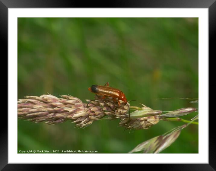 Red Soldier Beetle Framed Mounted Print by Mark Ward
