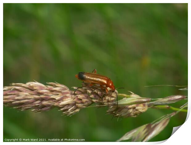 Red Soldier Beetle Print by Mark Ward