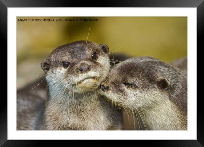 Otterly In Love Framed Mounted Print by rawshutterbug 