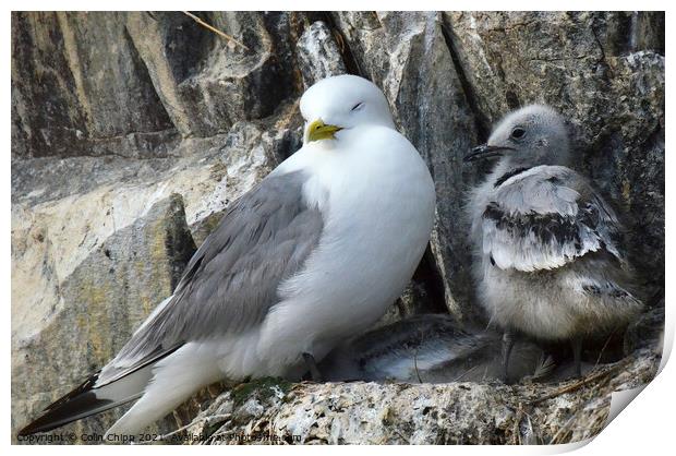 Kittiwake and chicks Print by Colin Chipp