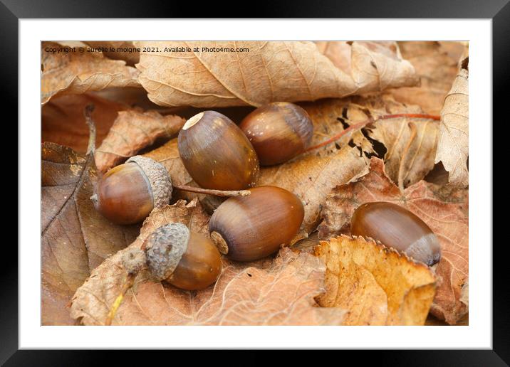 Acorns, dead leaves and cupules Framed Mounted Print by aurélie le moigne