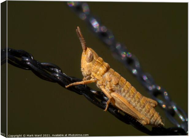 Common field grasshopper Canvas Print by Mark Ward