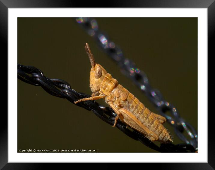 Common field grasshopper Framed Mounted Print by Mark Ward