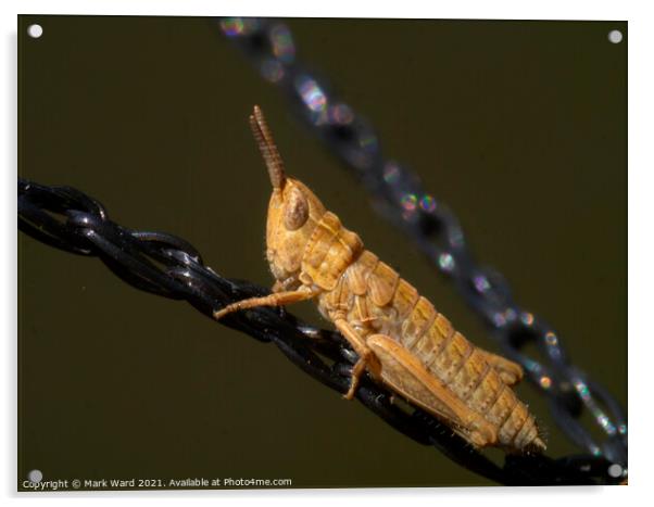Common field grasshopper Acrylic by Mark Ward