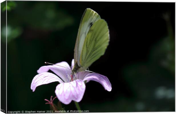 Green--Veined White Butterfly Canvas Print by Stephen Hamer