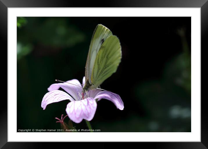 Green--Veined White Butterfly Framed Mounted Print by Stephen Hamer
